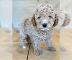 Puppy Black collar Goldendoodle (Miniature)