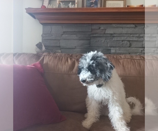 Medium Photo #1 Poodle (Miniature) Puppy For Sale in STATESVILLE, NC, USA