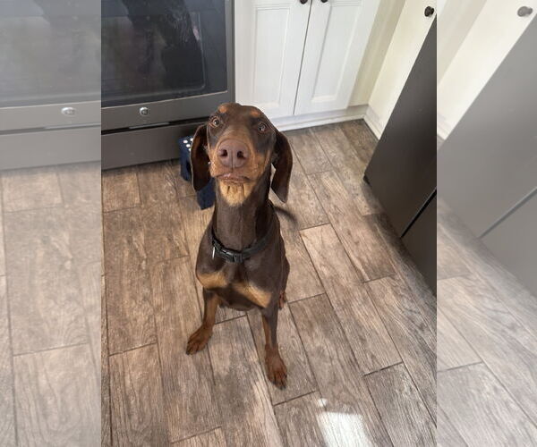 Medium Photo #5 Doberman Pinscher Puppy For Sale in Minneaoplis, MN, USA