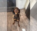 Small #4 Doberman Pinscher