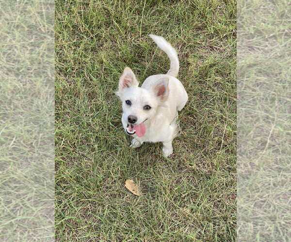 Medium Photo #1 Chihuahua-Unknown Mix Puppy For Sale in Minneapolis, MN, USA