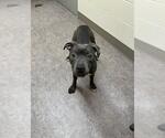 Small American Pit Bull Terrier