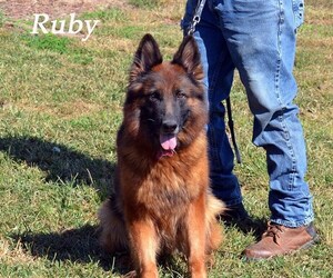 Mother of the German Shepherd Dog puppies born on 04/15/2025