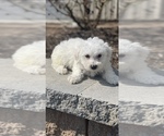 Small #2 Bichon Frise