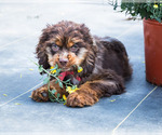 Small Photo #5 Cocker Spaniel Puppy For Sale in WAKARUSA, IN, USA