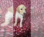 Small Photo #12 Goldendoodle Puppy For Sale in CITRUS HEIGHTS, CA, USA