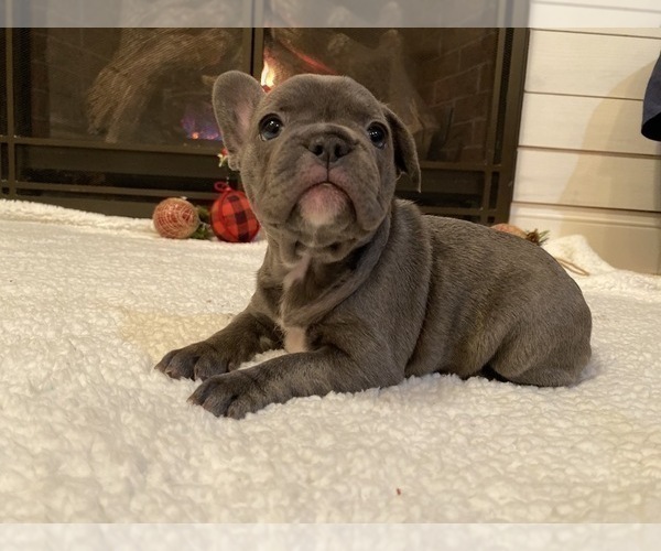 Medium Photo #6 French Bulldog Puppy For Sale in KENDALL PARK, NJ, USA