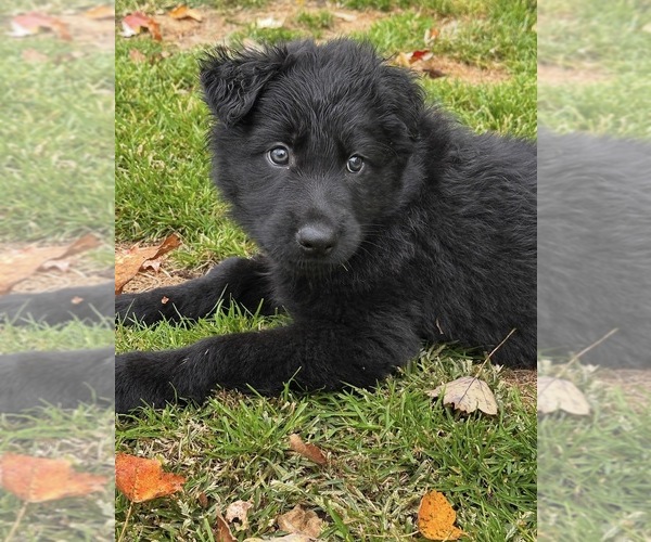 Medium Photo #1 German Shepherd Dog Puppy For Sale in VOLANT, PA, USA