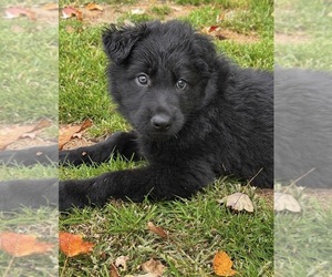 German Shepherd Dog Puppy for sale in VOLANT, PA, USA