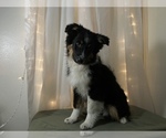 Small Australian Shepherd