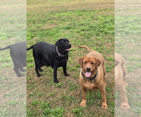 Medium Photo #10 Labrador Retriever Puppy For Sale in ACUSHNET, MA, USA