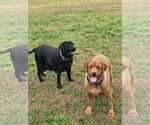 Small #9 Labrador Retriever
