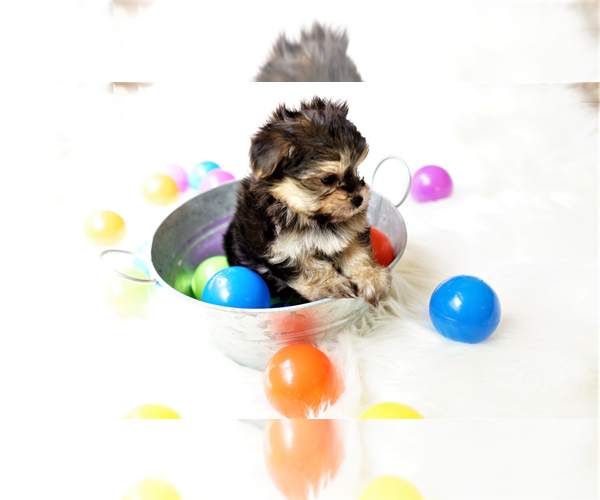 Medium Photo #4 Yorkshire Terrier Puppy For Sale in FULLERTON, CA, USA