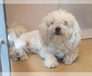 Mutt Dogs for adoption in Martinez, CA, USA