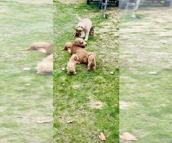 Medium Photo #5 Goldendoodle mix (+ Poodle Standard) Puppy For Sale in CLEVELAND, OH, USA