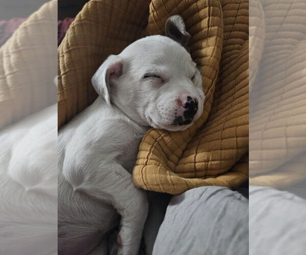 Medium Photo #11 American Pit Bull Terrier-Unknown Mix Puppy For Sale in New York, NY, USA