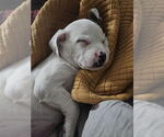 Small #10 American Pit Bull Terrier Mix