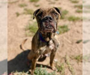 Boxer-Unknown Mix Dogs for adoption in Aurora, CO, USA