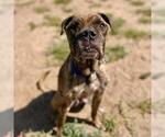 Small Boxer Mix