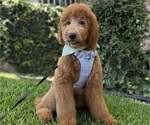Small Photo #1 Goldendoodle Puppy For Sale in VAN NUYS, CA, USA