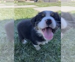 Small Photo #24 Australian Shepherd Puppy For Sale in PASO ROBLES, CA, USA