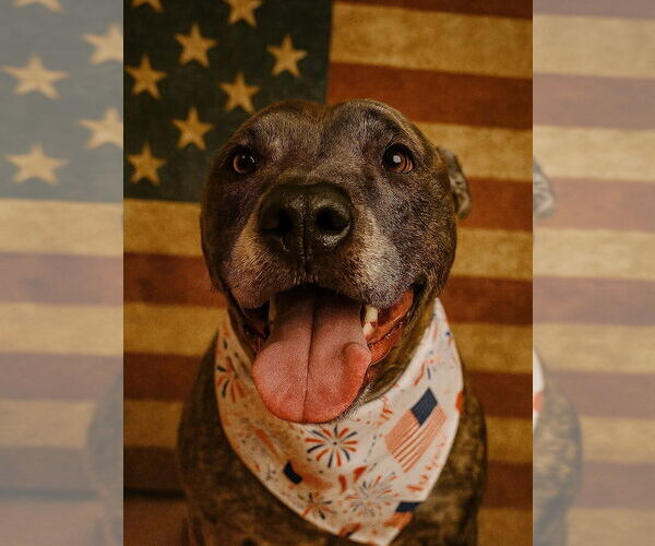 Medium Photo #16 Catahoula Leopard Dog-Labrador Retriever Mix Puppy For Sale in Houston, TX, USA