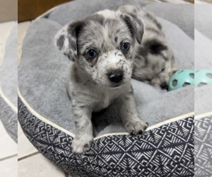 Australian Shepherd-Pomeranian Mix Puppy for sale in VISALIA, CA, USA