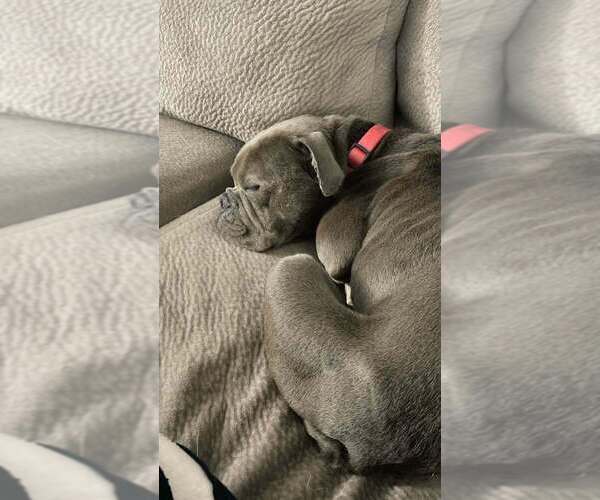 Medium Photo #2 American Staffordshire Terrier-Bulldog Mix Puppy For Sale in Lakewood, CO, USA