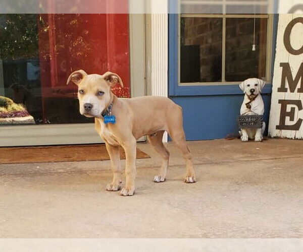 Medium Photo #1 American Pit Bull Terrier-Unknown Mix Puppy For Sale in Oklahoma City, OK, USA