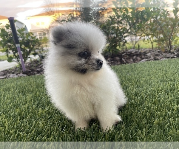 Medium Photo #15 Pomeranian Puppy For Sale in ORLANDO, FL, USA