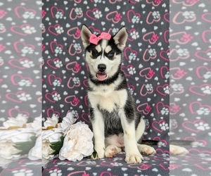 Siberian Husky Puppy for Sale in EPHRATA, Pennsylvania USA