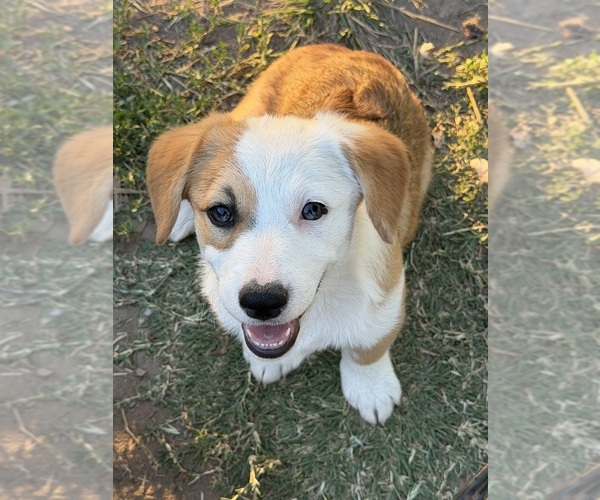 Medium Photo #2 Corgi-Aussie Puppy For Sale in OAKDALE, CA, USA