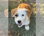 Small #1 Corgi-Aussie