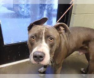 Mutt Dogs for adoption in Tulsa, OK, USA