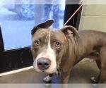 LO-JAX - Male Mutt Dog for Adoption - Small photo
