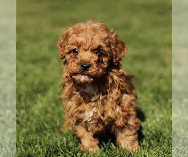 Medium Photo #1 Cavapoo (Miniature) Puppy For Sale in RONKS, PA, USA