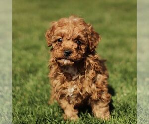 Cavapoo (Miniature) Puppy for sale in RONKS, PA, USA