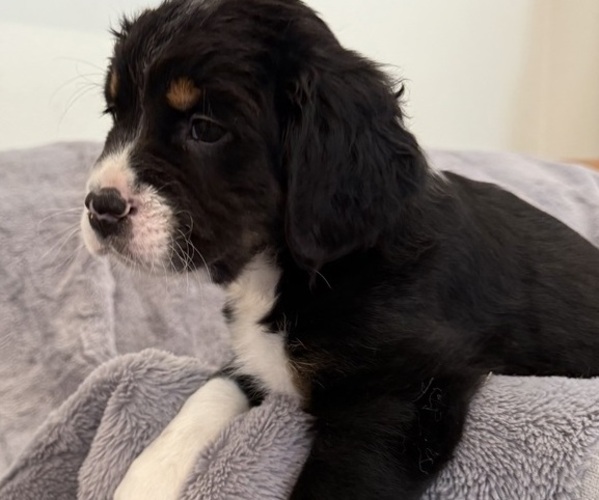 Medium Photo #16 Bernedoodle-French Bulldog Mix Puppy For Sale in EL DORADO HILLS, CA, USA