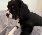 Small Photo #16 Bernedoodle-French Bulldog Mix Puppy For Sale in EL DORADO HILLS, CA, USA