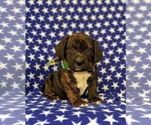 Frengle Puppy for sale in LINCOLN UNIVERSITY, PA, USA