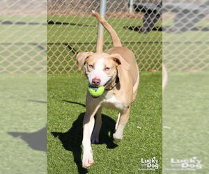 Labrador Retriever-Retriever  Mix Dogs for adoption in Washington, DC, USA