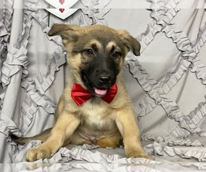 Australian Shepherd-German Shepherd Dog Mix Puppy for sale in LANCASTER, PA, USA