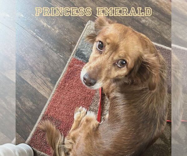 Medium Photo #5 Chiweenie Puppy For Sale in San Antonio, TX, USA