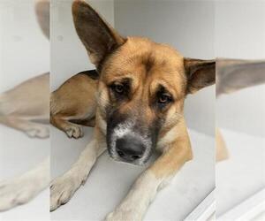 German Shepherd Dog Dogs for adoption in Houston, TX, USA