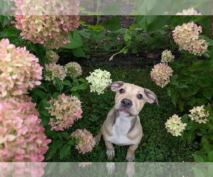 Labrador Retriever-Unknown Mix Dogs for adoption in SHERBURNE, NY, USA