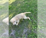 Small Photo #35 Labradoodle Puppy For Sale in KIRKSVILLE, MO, USA