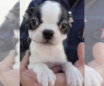 Puppy Lucy Boston Terrier