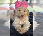 Small Photo #37 Goldendoodle mix (+ Poodle Miniature) Puppy For Sale in MENIFEE, CA, USA