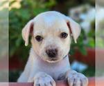Small Chihuahua Mix