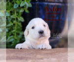 Small Photo #9 English Cream Golden Retriever Puppy For Sale in EL CAMPO, TX, USA